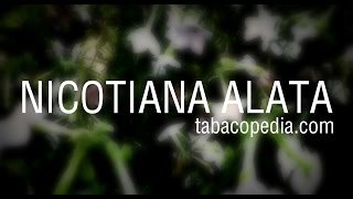 Nicotiana Alata ¡Increíble tipo de tabaco  tabacopedia [upl. by Atterg]