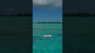 Fun Facts about Solomon Islands funfacts solomonislands geography travel [upl. by Kenison]