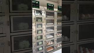 Unmanned Egg shop  outlet in Eindhoven Netherlands [upl. by Etezzil]