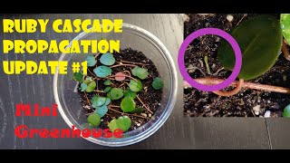 Peperomia Ruby Cascade Propagation Update 1 [upl. by Sanborne]