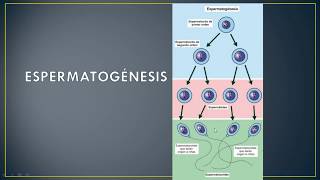 LA GAMETOGÉNESIS ESPERMATOGÉNESIS Y OVOGÉNESIS biología 10º [upl. by Schoenberg]