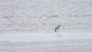 Whimbrel Hervey Bay Qld [upl. by Venterea]