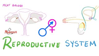 human reproduction class 12  spermatogenesis  ncert 12th biology chapter 3 shorts ytshorts [upl. by Katerine730]