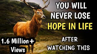 YOU WILL NEVER LOSE HOPE IN YOUR LIFE  MOTIVATIONAL STORY OF A DEER  hope [upl. by Alvie]