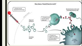 Toxoid Vaccinestypesofvaccinesdifferentmechanismexamplesoftoxoidvaccine [upl. by Meryl772]