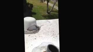 Rv trailer plumbing vent replace  toilet vent [upl. by Aihtennek]