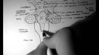 Brainstem Anatomy 3  Posterior Aspect [upl. by Anialed]