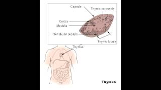 Thymus  Anatomy amp Physiology [upl. by Hanako846]