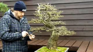 The story of quotXLquot my Yamadori Larch Bonsai Part III improved version HD [upl. by Benilda]