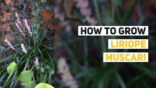 Liriope muscari Growing Guide Big Blue Lilyturf by GardenersHQ [upl. by Oiramed]