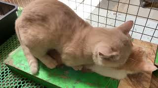 Cat in heat 😻  Bơ vs MiMo2  Munchkin Mate  Cat breeding 😺 [upl. by Alek]