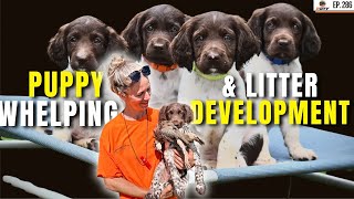 Puppy Whelping amp Litter Development  Ep 286 [upl. by Eenttirb528]