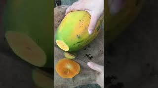 Cut papaya fruit shorts MaiMai shortvideo food fruitcutting delicious [upl. by Rucker]