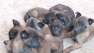 VENTA DE CACHORROS PASTOR BELGA MALINOIS [upl. by Intruok990]