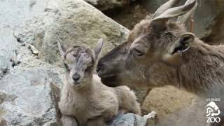 Newborn Tadjik Markhor Calves at the LA Zoo [upl. by Pentheam741]