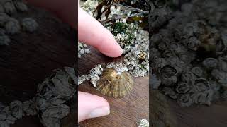 How to easily remove a limpet Patella vulgata nature foraging [upl. by Glassman]