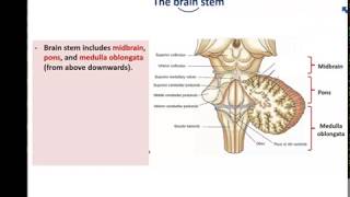 Anatomy of the Brain stem  Dr Ahmed Farid [upl. by Dall860]