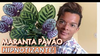 Calathea Makoyana Maranta Pavão  características e como cuidar [upl. by Anirahc]