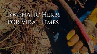 Lymphatic Herbs for Viral Times [upl. by Tychonn]