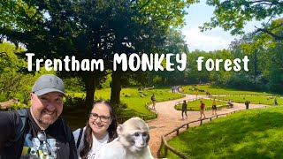 Trentham Monkey Forest  Stoke on Trent [upl. by Ellicott]