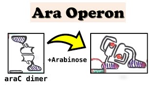 Arabinose Ara Operon araC and DNA looping deepdive video [upl. by Annoet183]