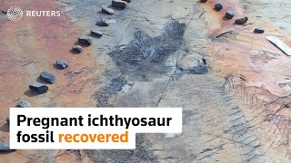 Fossil of pregnant ichthyosaur ‘Fiona’ extracted from glacier [upl. by Eynenihc]