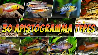 30 Different Apistogramma Fish Species Types  Rare amp Common Colourful Apistogrammas List [upl. by Nussbaum]