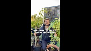 Overwintering Plants  Grow them as Perennials [upl. by Odrude]