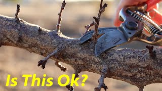 Dont Make This Pruning Mistake  Apricot Plum amp Cherry Pruning [upl. by Leede183]