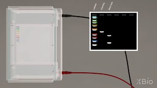 Virtual Lab Simulation Agarose Gel Electrophoresis [upl. by Llibyc]