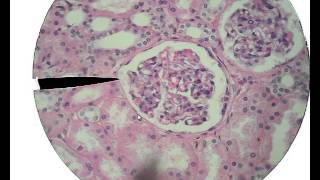 Histology for Beginners [upl. by Rammaj]