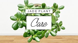 Jade Plant Care 🌱 Tips  Tricks For Crassula Ovata And PROPAGATION GUIDE [upl. by Allen]