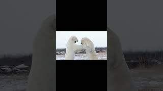 Polar bears fighting  Pelea de osos polares [upl. by Crocker216]