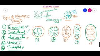 Microspore Tetrad Microsporetetrad Typesofmicrosporetetrad Microsporetetradindicots 12Biology [upl. by Gusba343]