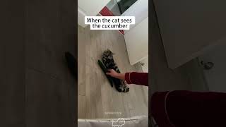 Cats are afraid of cucumbers cat foryou funny funnyanimals funnyanimals funnypets shorts [upl. by Toffic179]