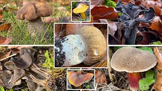 Sommersteinpilz am 30 Oktober  Verrücktes Pilzjahr  Wald amp BadeseeRunde  Saftlinge Lorchel [upl. by Clere]