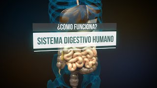 ¿Cómo funciona el sistema digestivo animación [upl. by Anoid]