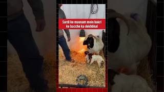 Bakri ki bacche ki dekhbhal goatcare goat goatfarming babygoats bakripalan farming shorts [upl. by Herrah437]