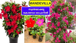 MANDEVILLA COMBO OFFER❤️💕🌼 Wayanadan Touch Garden Mandevilla Combo  Mandevilla Care [upl. by Yeniffit]