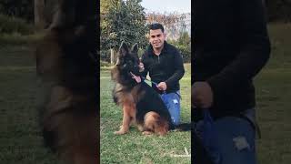 شكل الجراوى عندنا مكرونهالمشاكس اشرسكلابفىمصر explore كلاب dog germanshepherd [upl. by Dadivitan152]