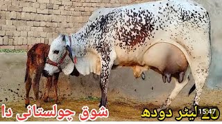 cholistani friesian Cross cow 🐄 for sale in YouTube call me 034332660374112024 [upl. by Dibbell857]