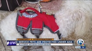 Florida law designed to stop phony service dogs  all bark no bite [upl. by Amrak]