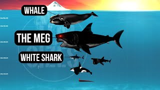 Megalodon vs Living Sea Creatures  Size Comparison  The Meg 2 The Trench [upl. by Jacquelyn]