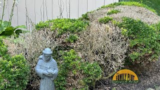 QampA – Why do my boxwood shrubs have dead spots [upl. by Kari]