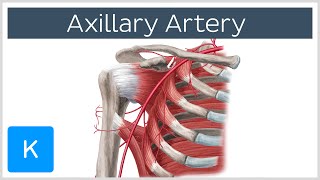 Axillary Artery  Location amp Branches  Human Anatomy  Kenhub [upl. by Haletky922]