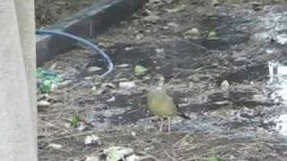 CANTO DE ZORZAL  SONG THRUSH  AVES DE ARGENTINA [upl. by Yllak]