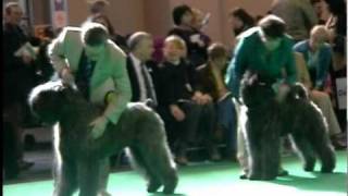 Crufts 2011  Bouvier Des Flandres  Best of Breed [upl. by Ardeen558]