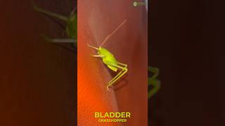 Bladder Grasshopper  Feel The Softy Body insect love green [upl. by Elleinaj]