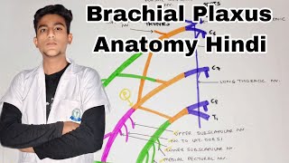 Brachial Plaxus Anatomy  Hindi  Bhms upper limb anatomy [upl. by Jemy172]