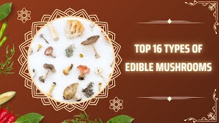 Top 16 Types of Edible Mushrooms [upl. by Daphie929]